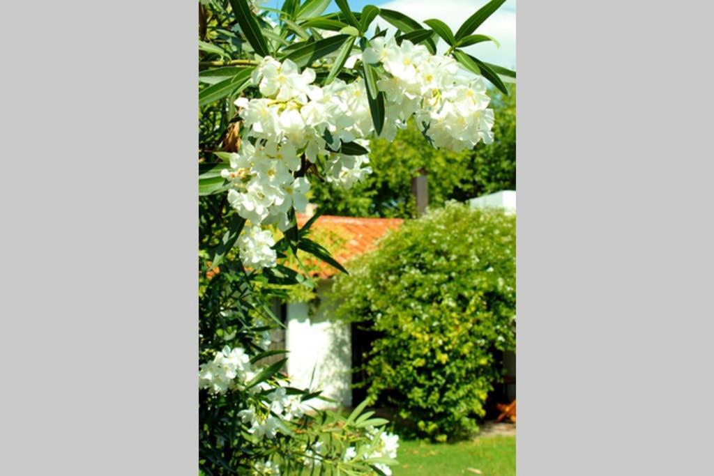 הוילה מנדוזה Big Beautiful House With Garden In 5Ta Seccion Neighbourhood מראה חיצוני תמונה